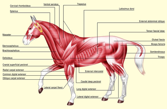 Fototapeta Horse anatomy - Muscles