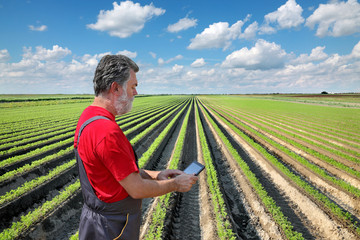 Farmer or agronomist inspect carrot field using tablet