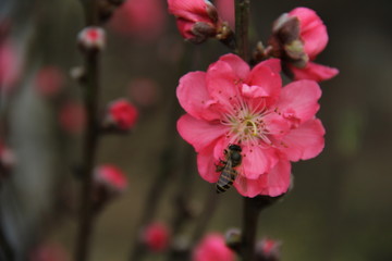 cherry flower , soft focus , blur background