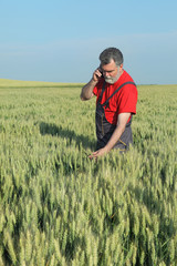 Naklejka na ściany i meble Farmer inspect wheat field and speak by mobile phone