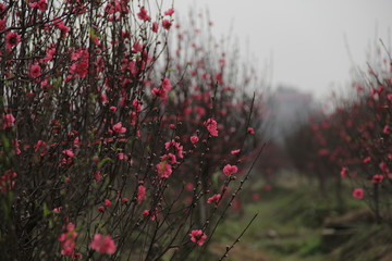 cherry flower , soft focus , blur background