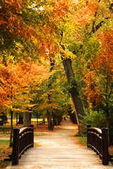 pasarela parque del otoño - obrazy, fototapety, plakaty