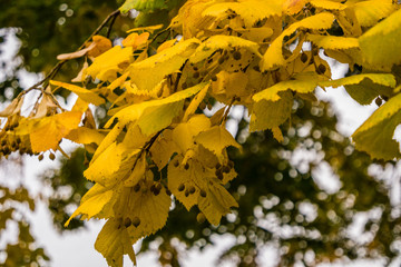gelbe Blätter im Herbst