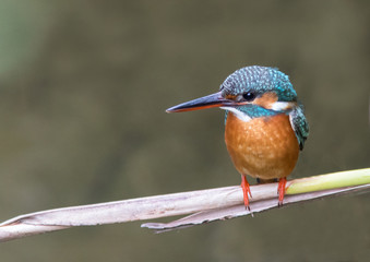 Kingfisher wating on a branch.