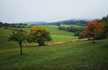 Fall Misty Landscape