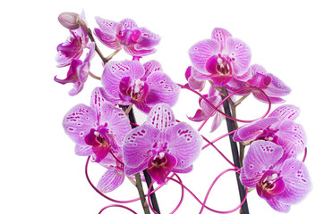 group of orchids phalaenopsis pink isolated