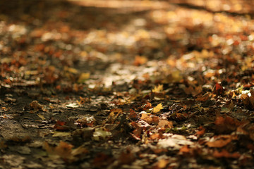background of fallen leaves on the asphalt in the city