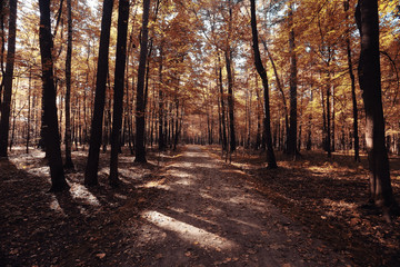 Autumn road landscape