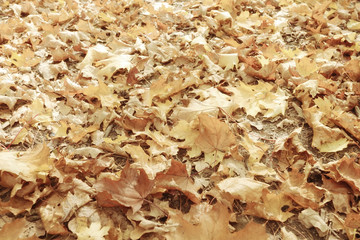 Autumn texture of yellow fallen leaves