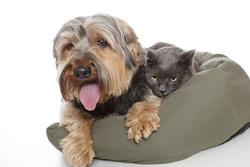chat et chien dans panier