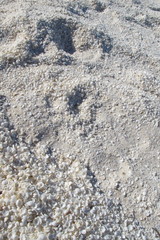 Shell Beach, Shark Bay, Western Australia

