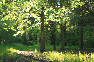 background trees in the forest