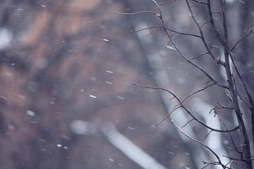 background macro tree winter