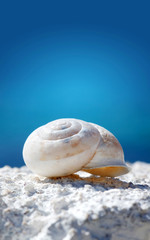 Sea shell