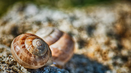 snails