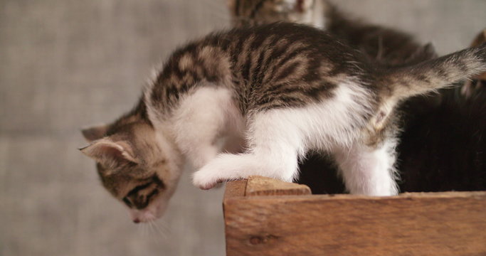 Curious kittens trying to climb out of a wooden box