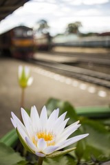 white Lotus flower in a train station of Thailand