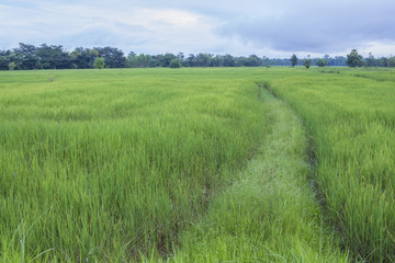 The ridge in a paddy land or rice field (Twilight)