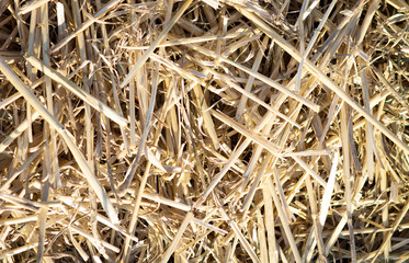 background texture of dry yellow hay