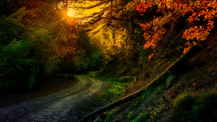 Fototapeta na wymiar autumn sunset path