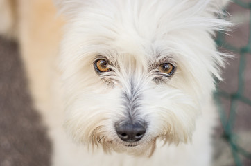 Close up muzzle of a dog while watching in the camera