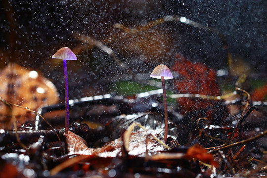 small poisonous mushroom, magic picture