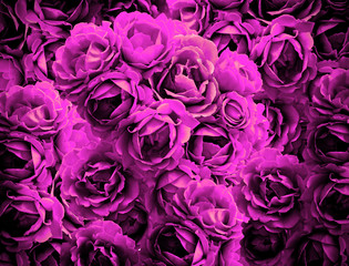 Bush of violet rose flowers background high contrasted with vignetting effect background