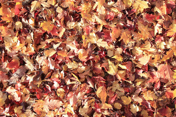 background texture of yellow leaves autumn leaf background