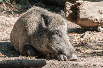 Lazy Wild Boar