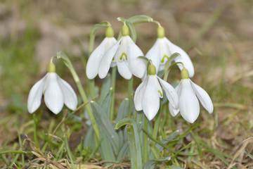 Snowdrops (Galanthus nivalis) in a floodplain forest