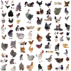 group of chickens