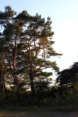 alte Kiefern im Abendlicht