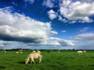 grazing cattle