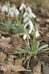 Snowdrops (Galanthus nivalis) in a floodplain forest