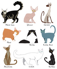 Popular Cat Breeds Popular Cat Breeds
