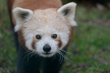 Obraz premium Red Panda at Zoo Veszprem
