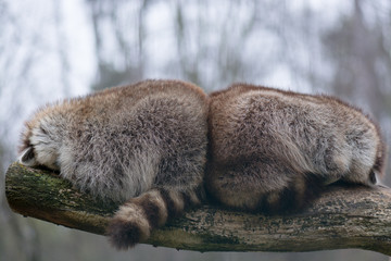 Two racoons sleeping close to each other
