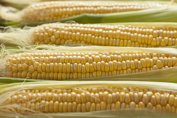 Fresh corn on the cob © Picture Partners