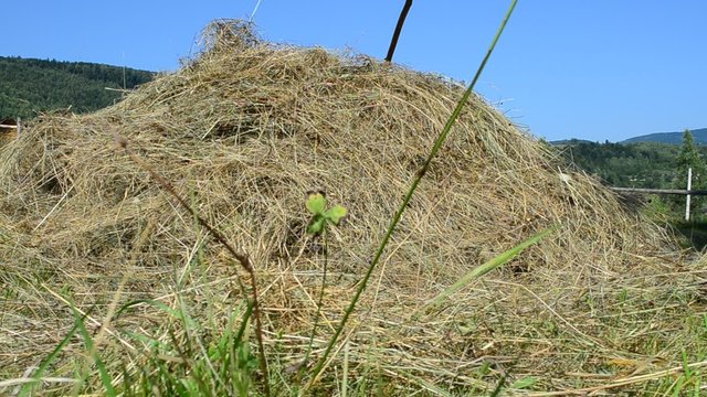 Hay on a meadow