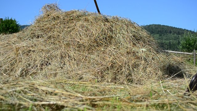 Hay on a meadow