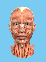 Anatomy front view of major face muscles of a woman including procerus, masseter, orbicularis oculi, zygomaticus, buccinator and nasalis.