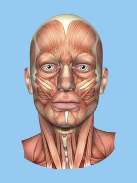 Anatomy front view of major face muscles of a male including occipitofrontalis, procerus, masseter, orbicularis, zygomaticus, buccinator and cranial aponeurosis. 