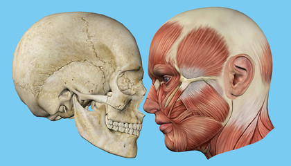 Skull and Muscles Profile: Featuring mandible, occipital bone, coronal suture, maxilla and zygomatic bone, temporalis muscle, masseter muscle, orbicularis oculi muscle and zygomaticus major muscle. © ForeverLee