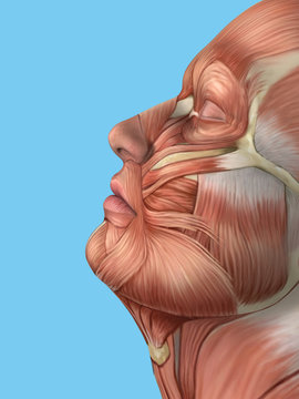 Anatomy side view of major face muscles of a male including temporalis muscle and masseter muscle.