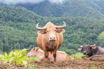 White buffalo graze on high mountain, Mae La Noi, Maehongson Province, Thailand