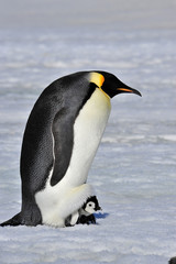 Fototapeta na wymiar Emperor Penguin 
