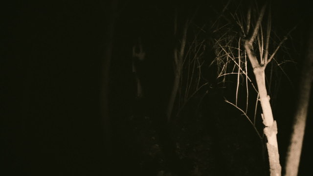 Strange silhouette in a dark spooky forest at night