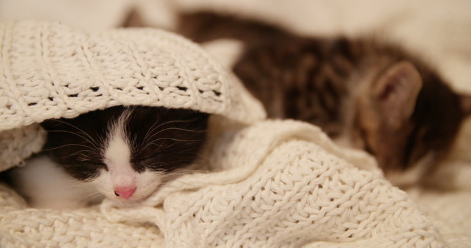 Sleepy kitten underneath a cosy woollen blanket