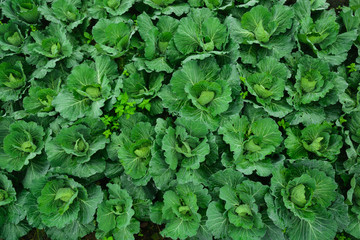 The cabbage farm_01