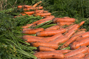 Fresh carrot
